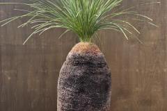 S__45187182_0-min