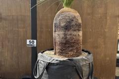 S__45203551_0-min