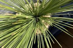 S__45203556_0-min