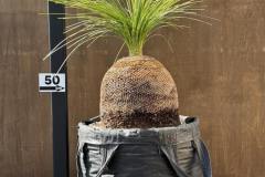 S__45203529_0-min