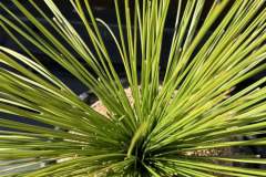 S__45203533_0-min