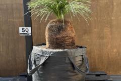 S__45203591_0-min