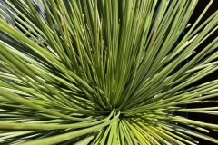 S__45203595_0-min