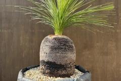 S__45187175_0-min