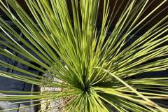 S__45187178_0-min