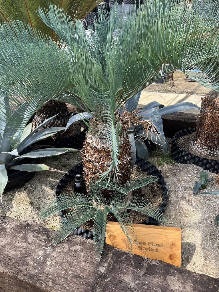 オーストラリア産 サイカス・カイルンシアナ(Cycas cairnsiana) 子株付