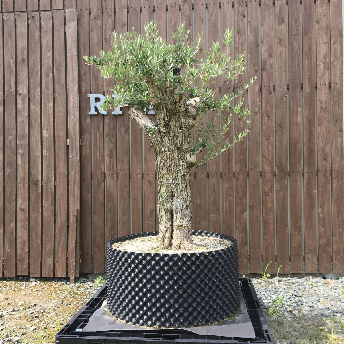 日本の職人技 コブ シンボルツリー 白幹 H13 スペイン産 オリーブ古木 樹齢100年 植物 観葉植物 Csjla Pe