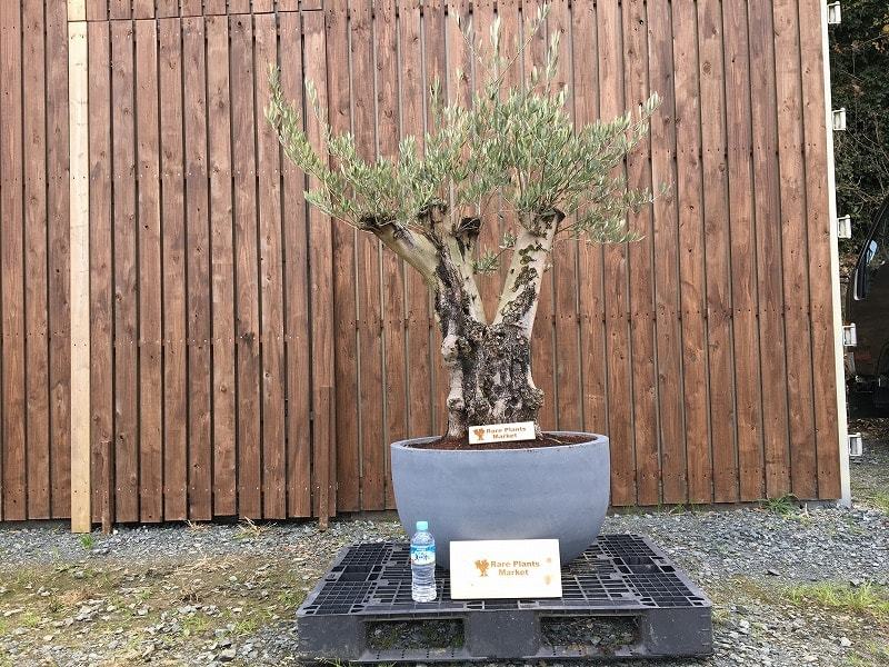 Y112 スペイン産 オリーブ古木 樹齢100年 二股販売 Rare Plants Market