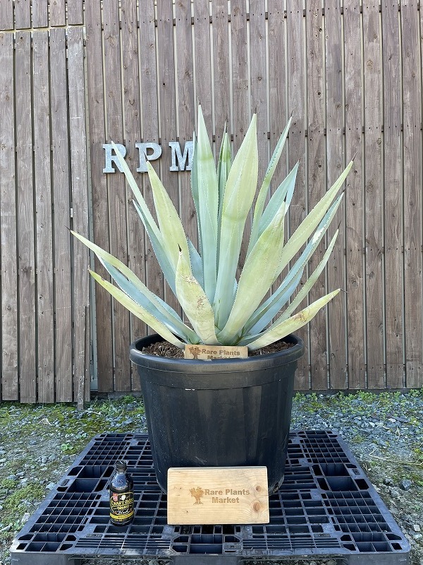 FZ5 スペイン産 アガベ・フランゾシニー （Agave franzosinii）大株