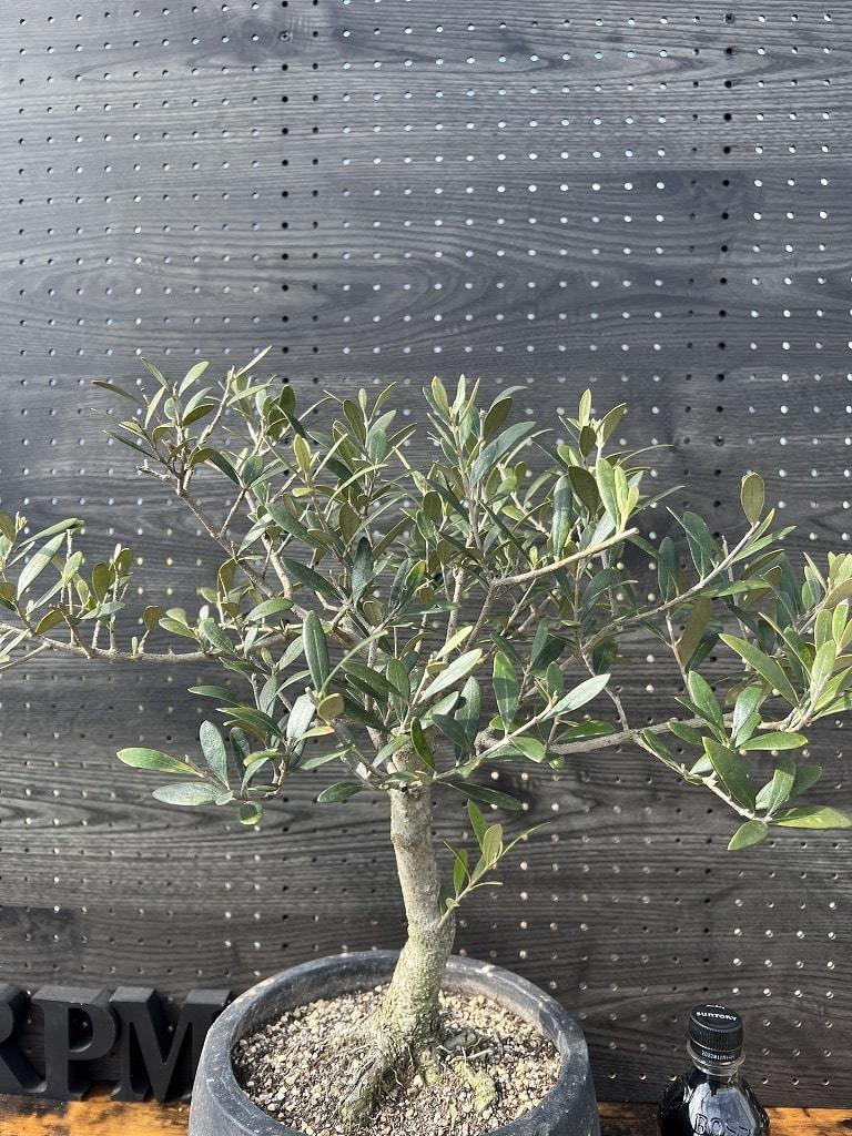 JL33　国産　 アンティーク鉢　オリーブの木 　シプレッシーノ　福岡販売