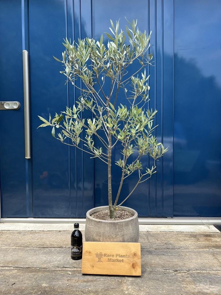 JL30 国産 オリーブの木 シプレッシーノ アンティーク鉢 福岡販売 