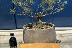JL50 国産 オリーブ盆栽 アンティーク鉢 オリーブの木 福岡販売 | Rare ...