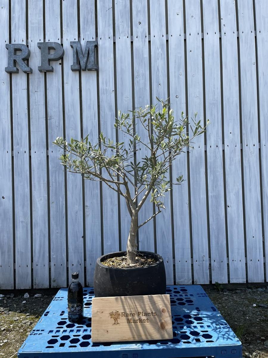 JL33　国産　 アンティーク鉢　オリーブの木 　シプレッシーノ　福岡販売