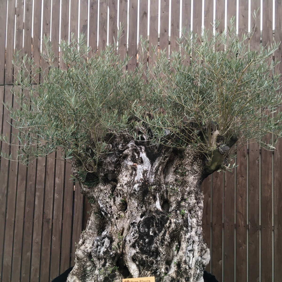 L50 スペイン産 樹齢350年～400年 太幹 巨木 オリーブ古木 福岡販売 