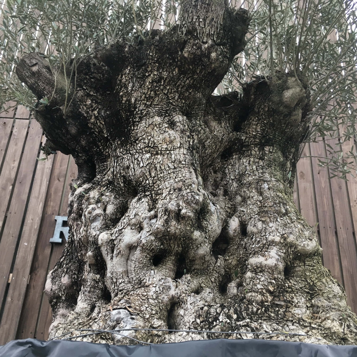 L50 スペイン産 樹齢350年～400年 太幹 巨木 オリーブ古木 福岡販売 