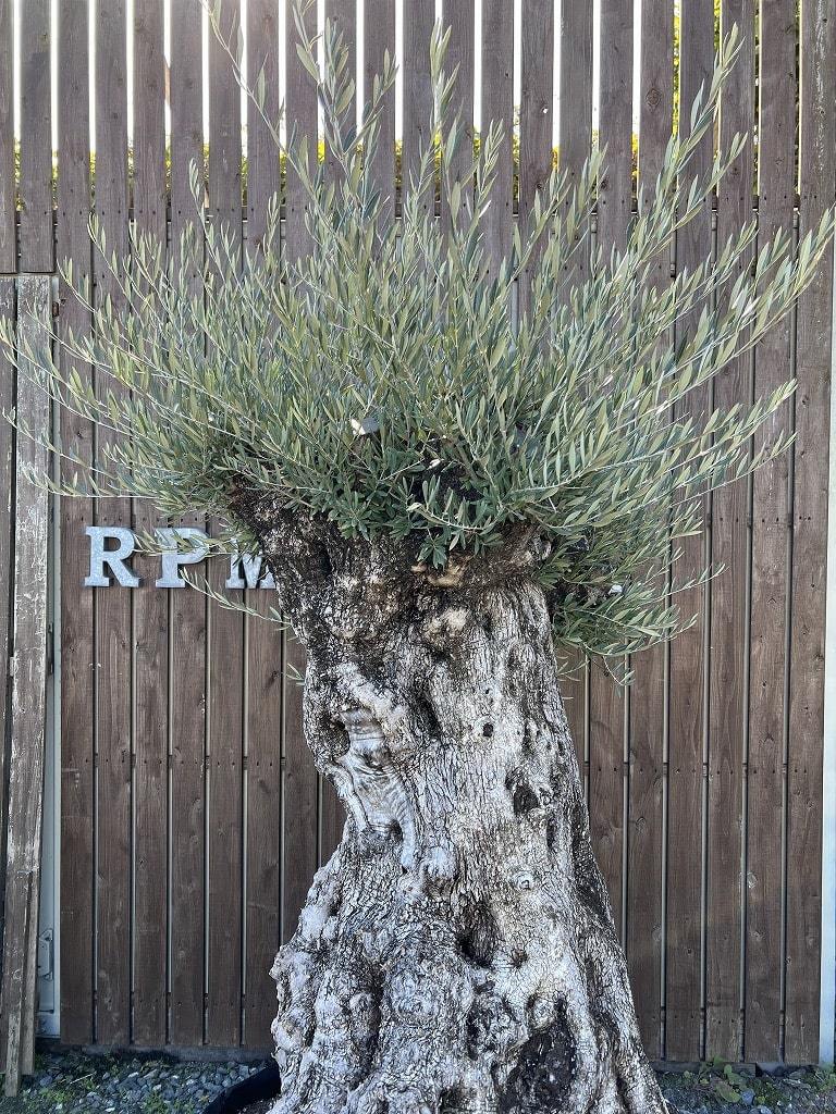 【古木盆栽】スペイン産オリーブ古木 オヒブランカ樹齢300年