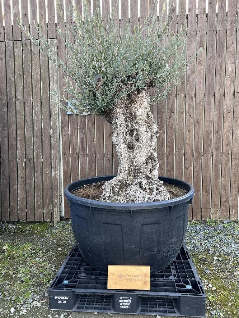 【古木盆栽】スペイン産オリーブ古木 オヒブランカ樹齢300年