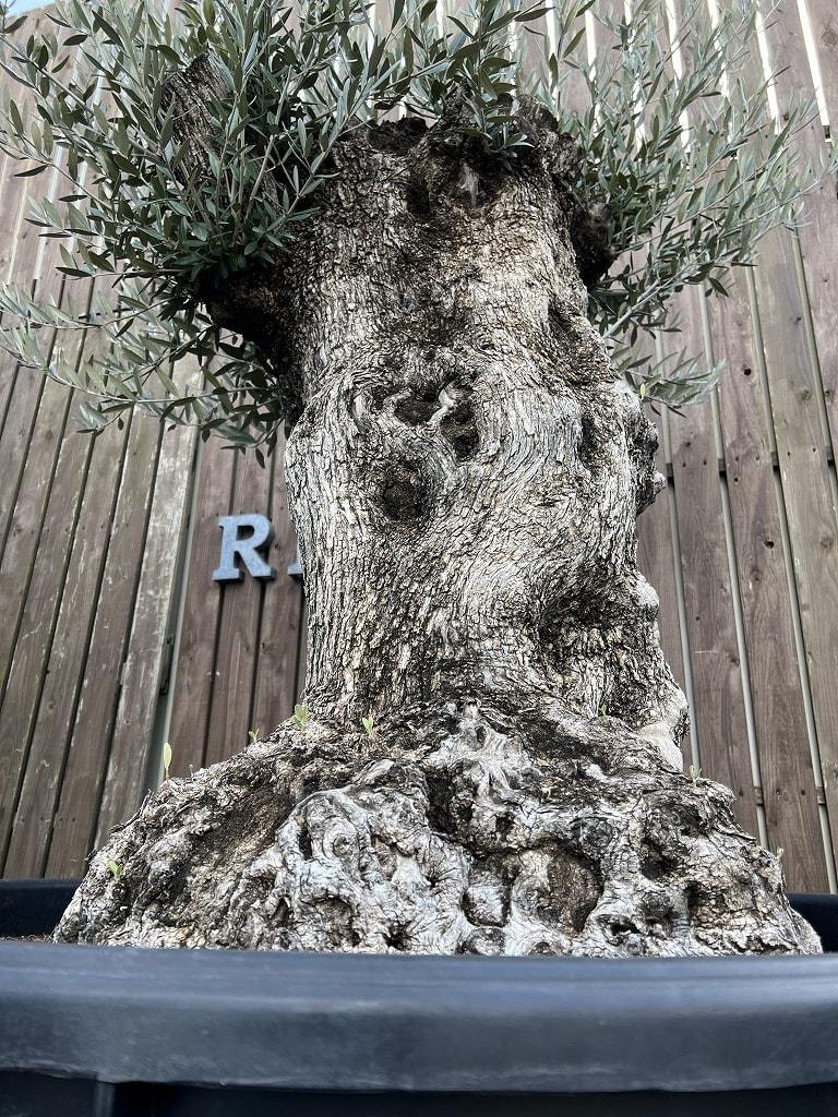 M30 スペイン産 樹齢250年～350年 太幹 巨木 オリーブ古木 福岡販売