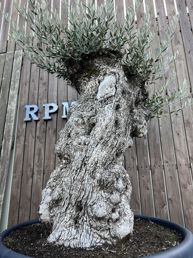 古木盆栽】スペイン産 オリーブ古木 オヒブランカ 樹齢 3 0 0 年