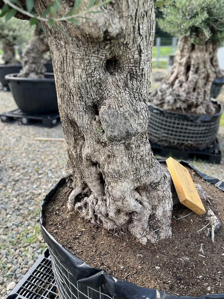 オリーブ古木 盆スペイン産 オヒブランカ 樹齢200年～300年 パキプス