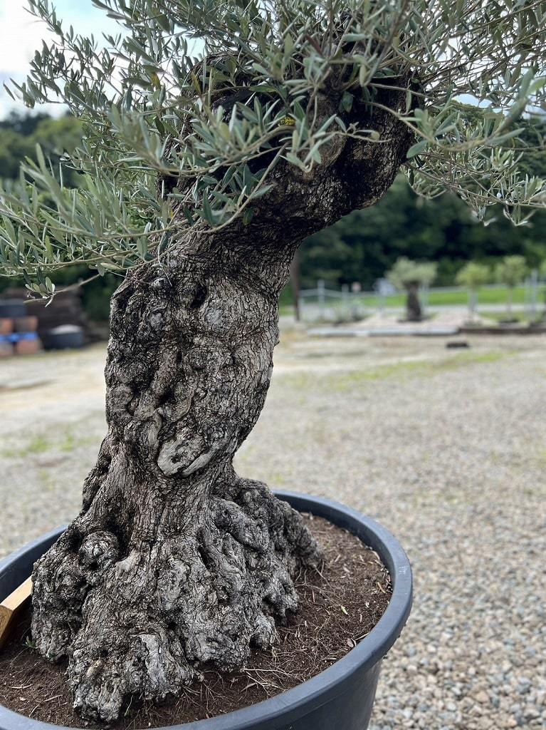 お得特価【枯れ盆栽】スペイン産オリーブ古木 オヒブランカ樹齢300年 観葉植物