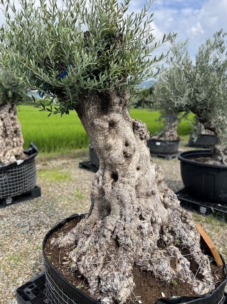 SSK8 スペイン産 オリーブの木 幹太 観葉植物 鉢植え 地植え 福岡販売 