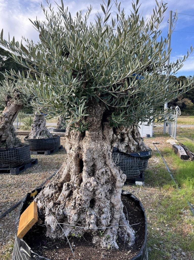 古木盆栽】スペイン産 オリーブ古木 オヒブランカ 樹齢 3 0 0 年