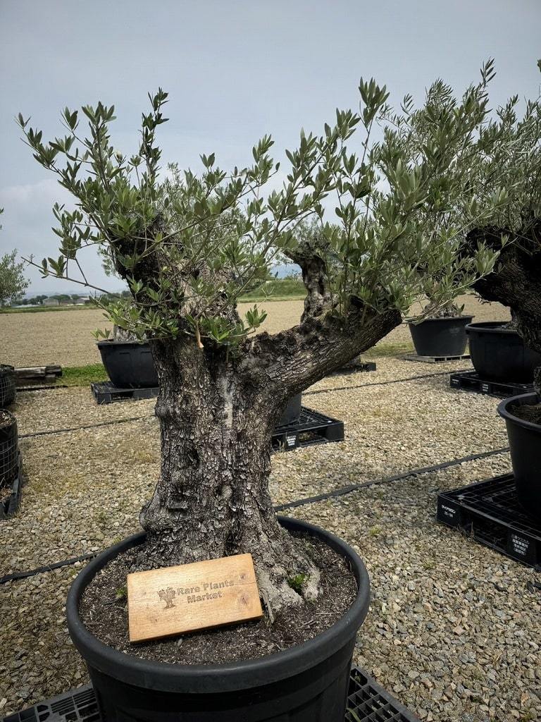 R105 スペイン産 樹齢100年～ 太幹 オリーブ古木 福岡販売 | Rare Plants Market