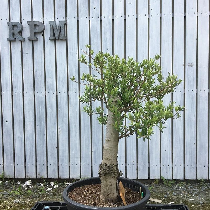 SSK6 スペイン産 オリーブの木 地植え 幹太 福岡販売 観葉植物 鉢植え 