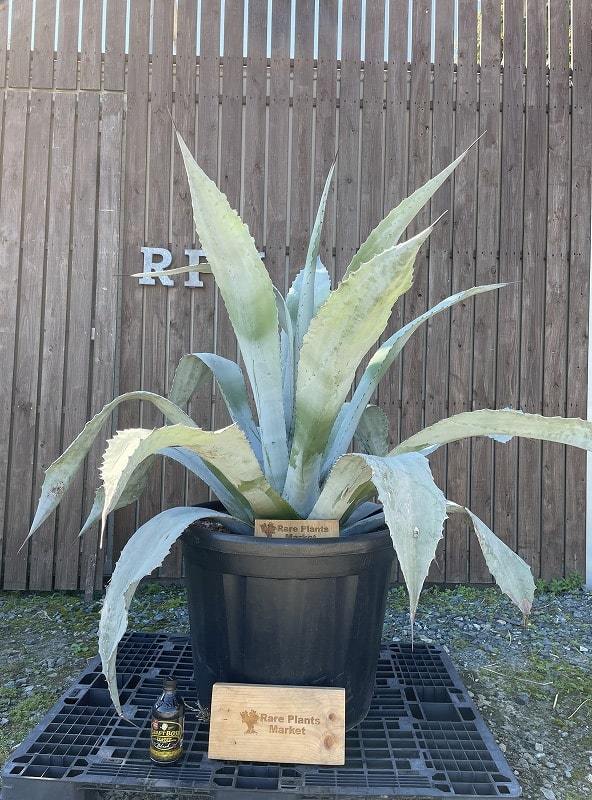 WT2 スペイン産 アガベ・ウィンテリアーナ（Agave Winteriana）大株