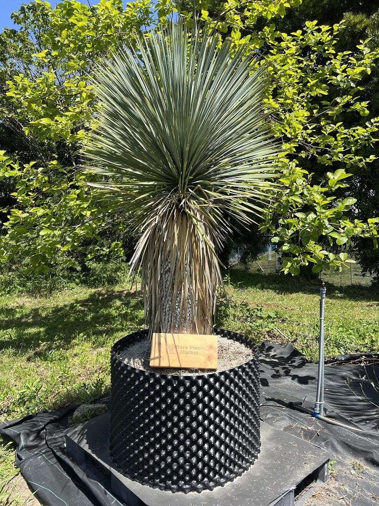 1円〜スタート！ No.3 Yucca rostrata ユッカ ロストラータ 地植え 