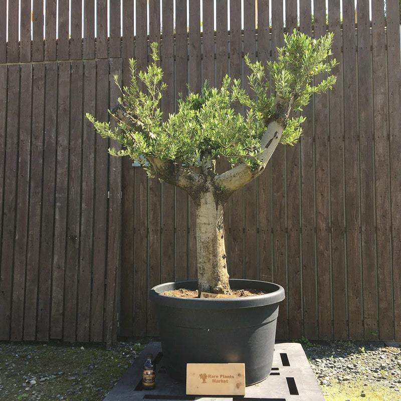 YLK1 スペイン産 オリーブの木 白幹 三つ股 鉢植え 地植え シンボル 