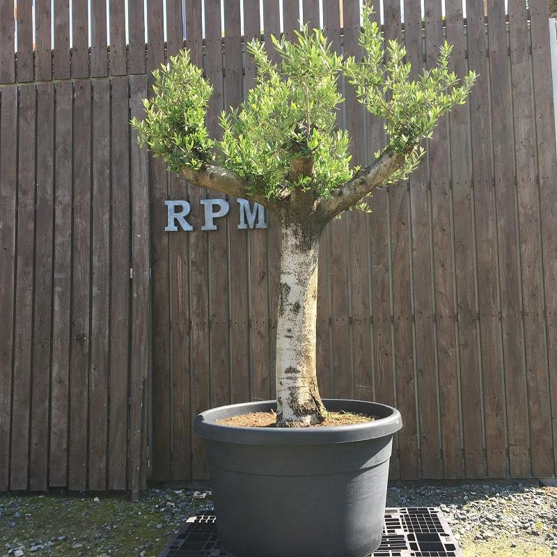 SSK3 スペイン産 オリーブの木 地植え 幹太 福岡販売 観葉植物 鉢植え 