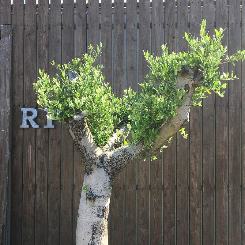YLK3 スペイン産 オリーブの木 白幹 三つ股 鉢植え 地植え シンボル 
