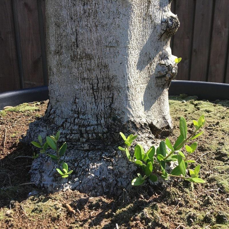 YLK3 スペイン産 オリーブの木 白幹 三つ股 鉢植え 地植え シンボル