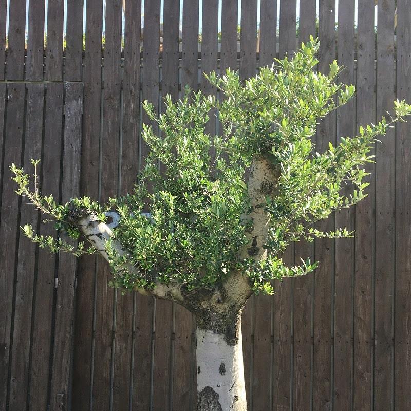 YLK7 スペイン産 オリーブの木 白幹 三つ股 鉢植え 地植え - 植物/観葉植物