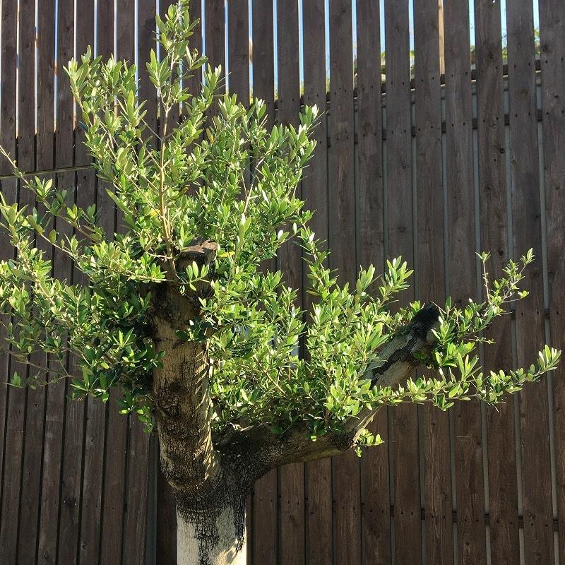 再再販 YMK7 スペイン産 オリーブの木 白幹 鉢植え 地植え シンボル