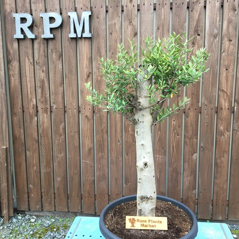 SSK8 スペイン産 オリーブの木 幹太 観葉植物 鉢植え 地植え 福岡販売