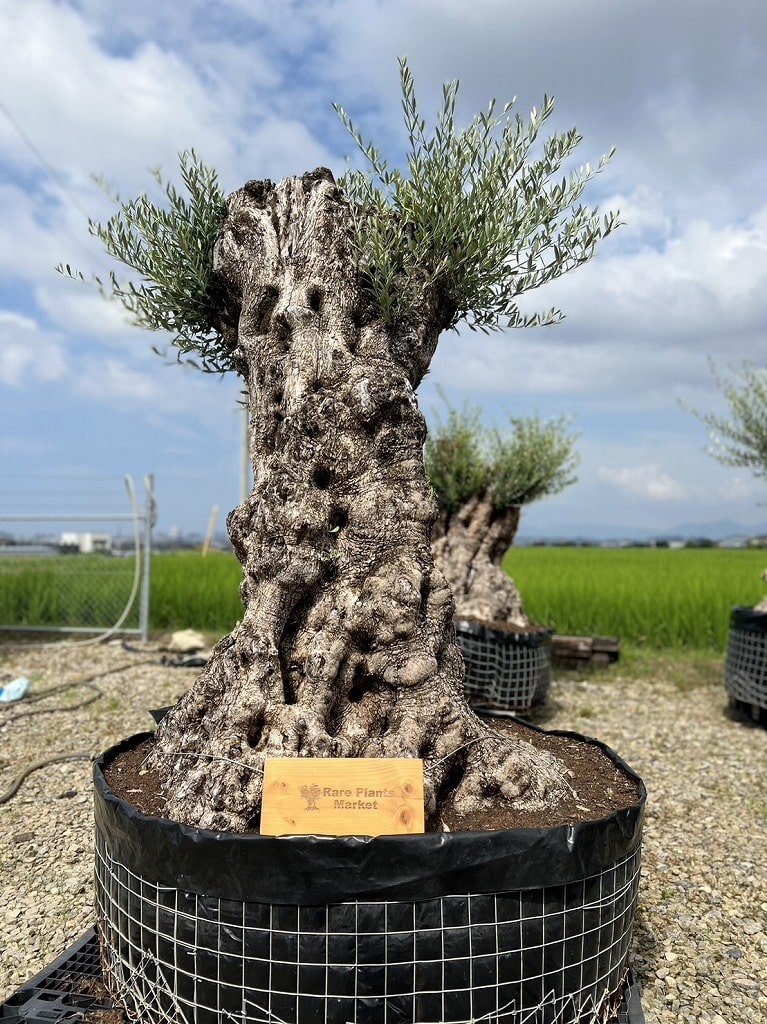 M40 スペイン産 樹齢300年~ 太幹 巨木 オリーブ古木 福岡販売 M40 スペイン産 樹齢300年~ 太幹 巨木 オリーブ古木 福岡販売