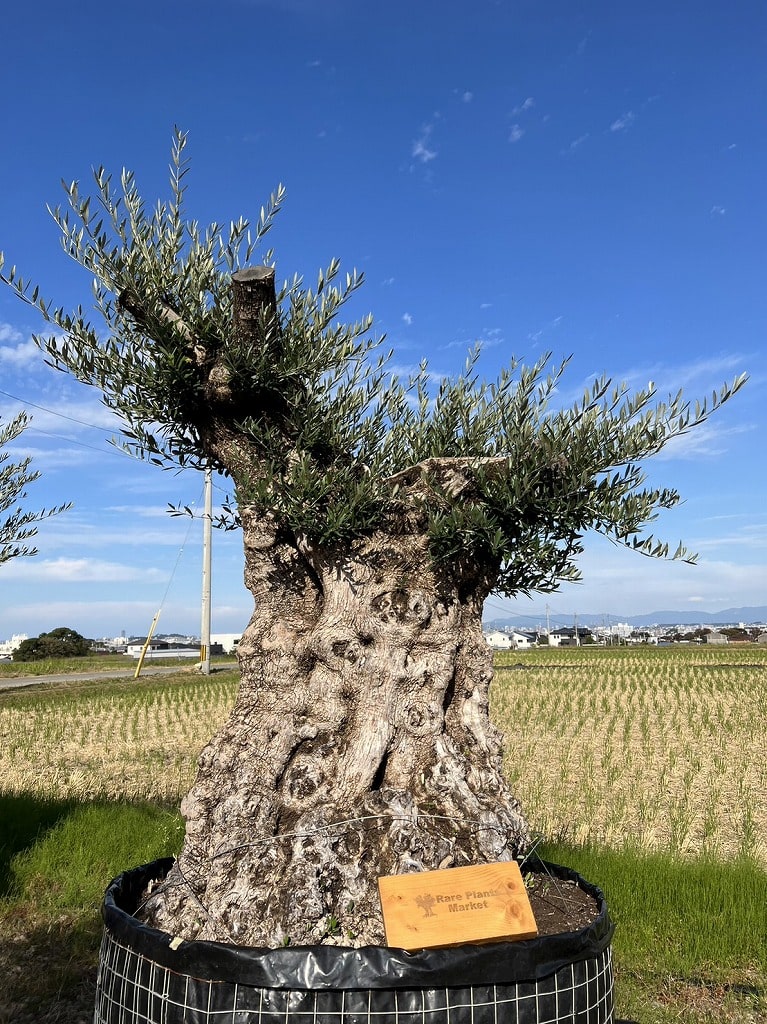 M44 スペイン産 樹齢300年~ 太幹 巨木 オリーブ古木 福岡販売 M44 スペイン産 樹齢300年~ 太幹 巨木 オリーブ古木 福岡販売