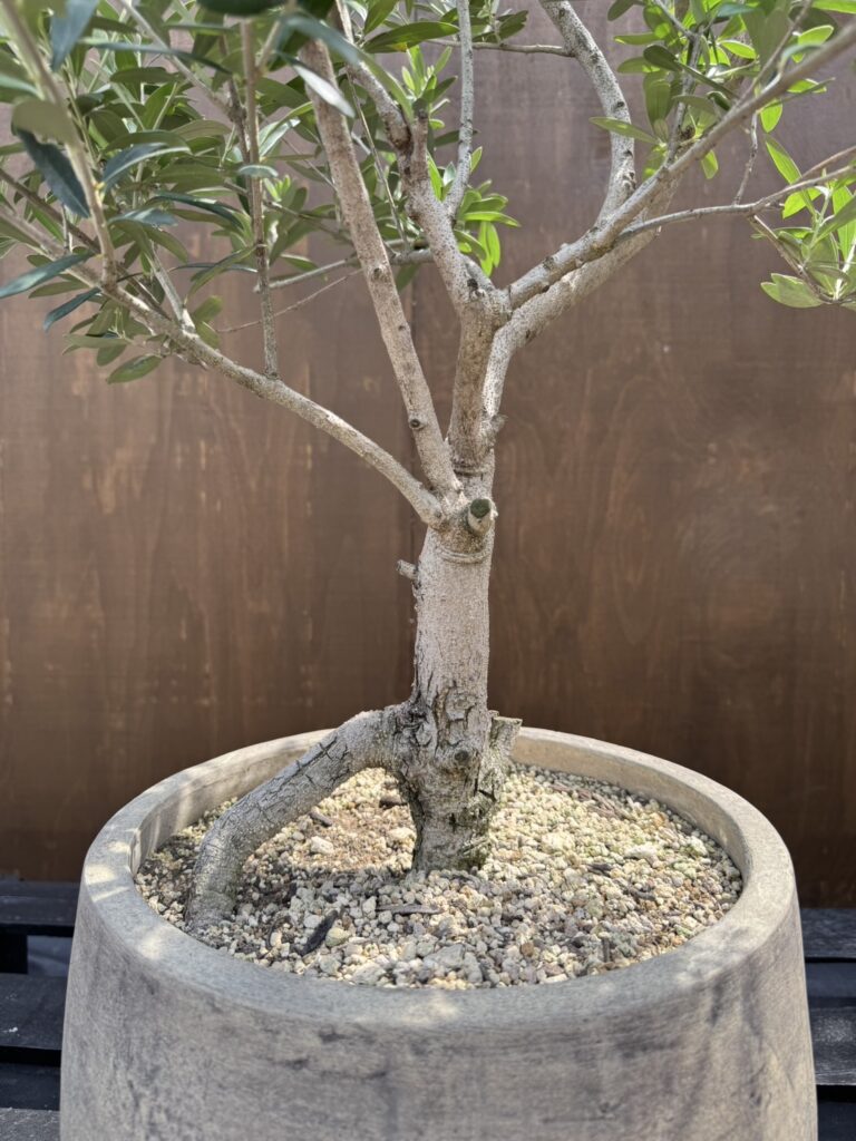 全国送料無料・イイ店 国産 JL19 オリーブ盆栽 Plants Rare | 福岡販売 オリーブの木 フラワー・ガーデニング
